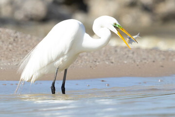 A wild great egret fishing along a stream in Magee Marsh Wildlife Area in Ohio.