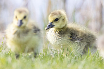 A wild gosling grazing in Magee Marsh Wildlife Area in Ohio.