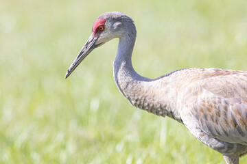 Fototapeta premium A wild sandhill crane grazing in a field in Magee Marsh wildlife area in Ohio.
