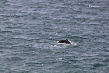 tail fin of a whale diving in the ocean