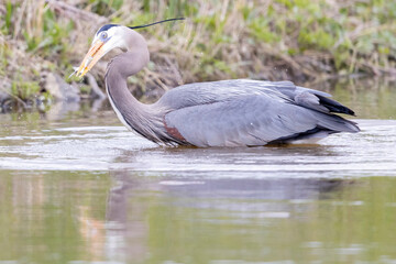 A wild great blue heron fishing along a stream in Magee Marsh Wildlife Area in Ohio.