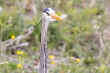A wild great blue heron fishing along a stream in Magee Marsh Wildlife Area in Ohio.