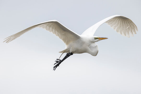 A wild great egret fishing along a stream in Magee Marsh Wildlife Area in Ohio.