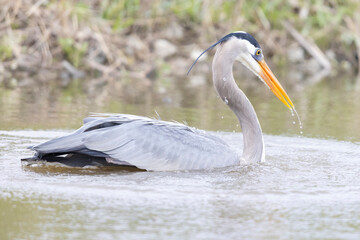 A wild great blue heron fishing along a stream in Magee Marsh Wildlife Area in Ohio.