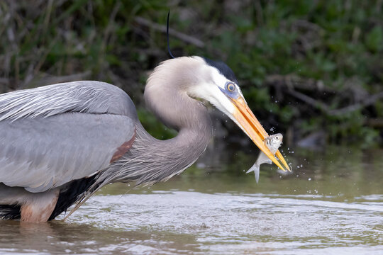 A wild great blue heron fishing along a stream in Magee Marsh Wildlife Area in Ohio.