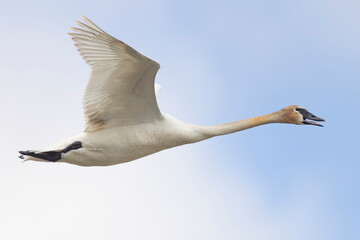 Wild trumpeter swan by a stream in Magee Marsh Wildlife Area in Ohio.