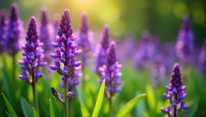Obraz premium Liriope plant in full bloom with purple flowers, flowering plant, spring