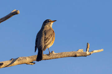 A wild American robin perched in a tree in Rocky Mountain Wildlife Arsenal in Commerce City, Colorado.