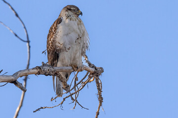 A wild ferruginous hawk perched on a tree in Rocky Mountain Wildlife Arsenal in Commerce City, Colorado.