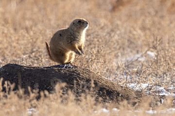 Wild prairie dogs grazing in the Rocky Mountain Wildlife Arsenal in Commerce City, Colorado.