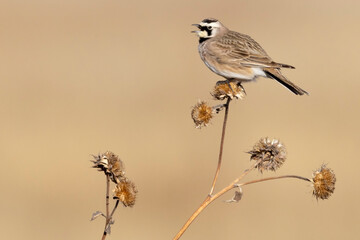 A wild horned lark on a bush in Rocky Mountain Wildlife Arsenal in Commerce City, Colorado.