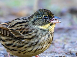 森の中で地面に降りてエサを探しているアオジ。植物の種子を見つけてくわえている様子。