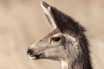 A wild mule deer at the Rocky Mountain Wildlife Arsenal in Commerce City, Colorado.