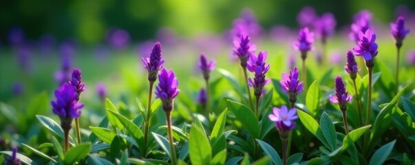 Fototapeta premium Showy purple violet flowers with pointed leaves in a dense thicket of greenery, showy, plants, wildflowers