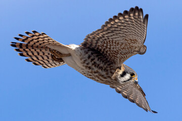 A wild American kestrel at the Rocky Mountain Wildlife Arsenal in Colorado.