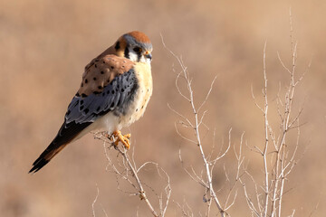 A wild American kestrel at the Rocky Mountain Wildlife Arsenal in Colorado.
