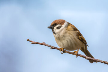 Sparrow on a tree branch