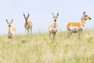 Wild pronghorn grazing in a field in Elizabeth, Colorado.
