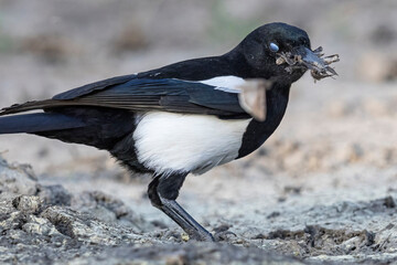 A wild black-billed magpie catching moths by a pond in Elizabth, Colroado.