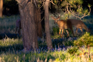 A wild deer in the woods with the sunset shining on it in Elizabeth, Colorado. 