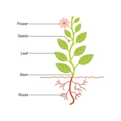 Diagram showing parts of a plant or plant anatomy