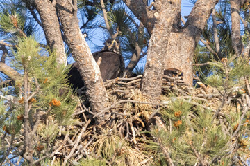 A golden eagle nest with baby golden eagle in a tree in Elizabeth, Colorado.