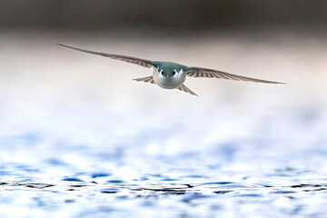 A wild violet-green swallow catching bugs over a pond in Colorado.