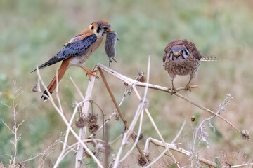 Wild American kestrel hunting in a field in Rocky Mountain Arsenal in Colorado.