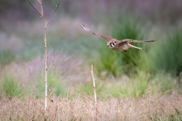 Wild American kestrel hunting in a field in Rocky Mountain Arsenal in Colorado.