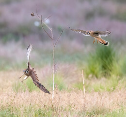 Wild American kestrel hunting in a field in Rocky Mountain Arsenal in Colorado.