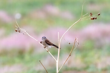 Wild American kestrel hunting in a field in Rocky Mountain Arsenal in Colorado.