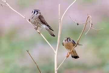 Wild American kestrel hunting in a field in Rocky Mountain Arsenal in Colorado.