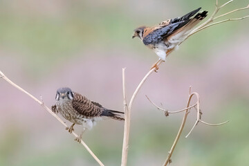 Wild American kestrel hunting in a field in Rocky Mountain Arsenal in Colorado.