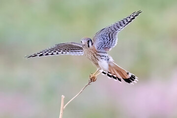 Wild American kestrel hunting in a field in Rocky Mountain Arsenal in Colorado.