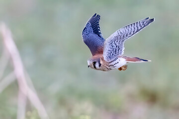 Wild American kestrel hunting in a field in Rocky Mountain Arsenal in Colorado.