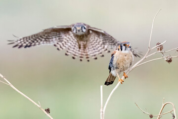 Wild American kestrel hunting in a field in Rocky Mountain Arsenal in Colorado.