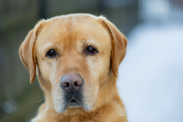 golden retriever puppy
