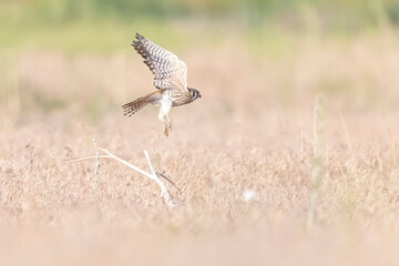 Wild American kestrel hunting in a field in Rocky Mountain Arsenal in Colorado.