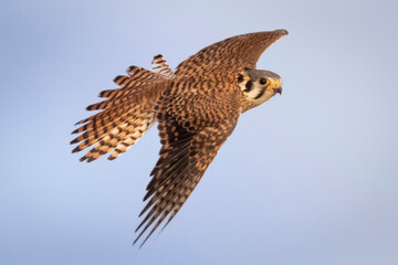 Wild American kestrel hunting in a field in Rocky Mountain Arsenal in Colorado.