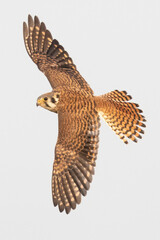 Wild American kestrel hunting in a field in Rocky Mountain Arsenal in Colorado.