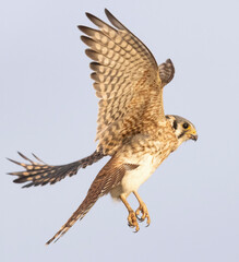 Wild American kestrel hunting in a field in Rocky Mountain Arsenal in Colorado.