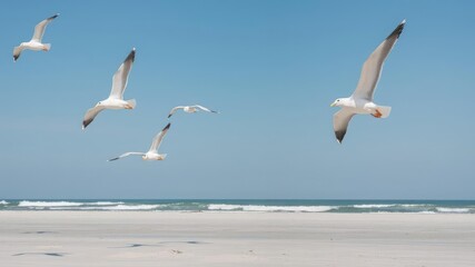 Obraz premium Seagulls soar overhead as they scour the empty sand beach for food, beach, seagulls, scavenging