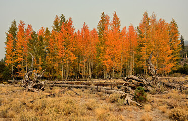 Fototapeta premium A Quaking Aspen grove in fall colors at Devil's Postpile National Monument, California. 