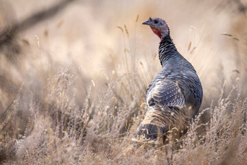 A flock of wild turkeys in Colorado.