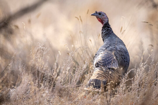 A flock of wild turkeys in Colorado.