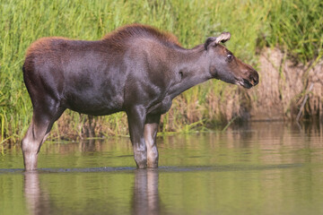 Fototapeta premium Wild moose in Rocky Mountain National Park in Colorado.