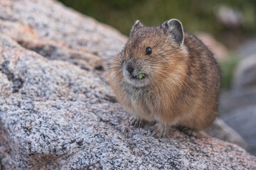 Wild pika on Mount Blue Sky in Colorado.