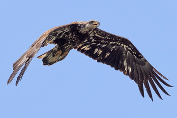 A wild juvenile bald eagle in Grand Teton National Park in Wyoming.