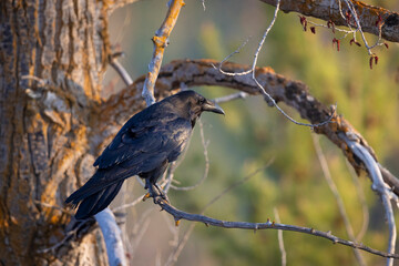 A wild raven in Grand Teton National Park in Wyoming.