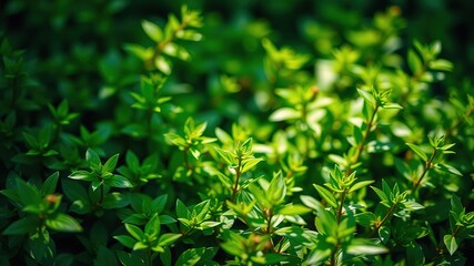 Lush Green Nature Wellness Stock Image